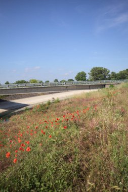 İtalya kırsalında güneşli bir günde ağaçlarla çevrili gelinciklerle dolu bir kanalın kıyısındaki toprak yol.