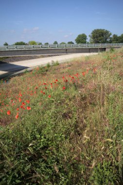 İtalya kırsalında güneşli bir günde ağaçlarla çevrili gelinciklerle dolu bir kanalın kıyısındaki toprak yol.