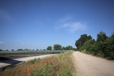 İtalya kırsalında güneşli bir günde ağaçlarla çevrili gelinciklerle dolu bir kanalın kıyısındaki toprak yol.