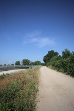 İtalya kırsalında güneşli bir günde ağaçlarla çevrili gelinciklerle dolu bir kanalın kıyısındaki toprak yol.