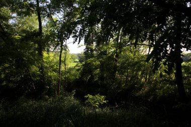 Güneşli bir günde İtalya 'nın kırsal kesimlerinde ağaçların arasından bir korulukta görülebilen bir tarla.
