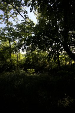 Güneşli bir günde İtalya 'nın kırsal kesimlerinde ağaçların arasından bir korulukta görülebilen bir tarla.