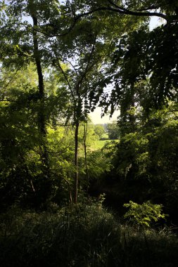 Güneşli bir günde İtalya 'nın kırsal kesimlerinde ağaçların arasından bir korulukta görülebilen bir tarla.