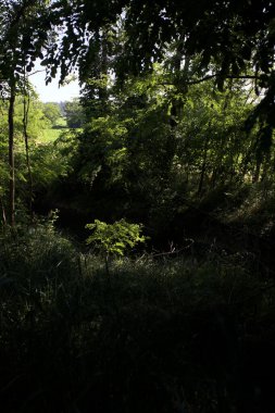 Güneşli bir günde İtalya 'nın kırsal kesimlerinde ağaçların arasından bir korulukta görülebilen bir tarla.