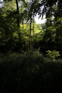 Güneşli bir günde İtalya 'nın kırsal kesimlerinde ağaçların arasından bir korulukta görülebilen bir tarla.