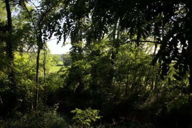 Güneşli bir günde İtalya 'nın kırsal kesimlerinde ağaçların arasından bir korulukta görülebilen bir tarla.