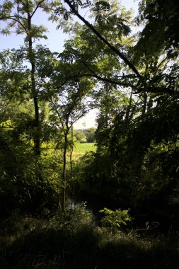 Güneşli bir günde İtalya 'nın kırsal kesimlerinde ağaçların arasından bir korulukta görülebilen bir tarla.
