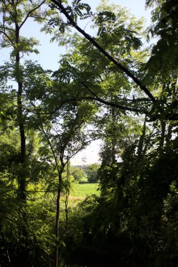 Güneşli bir günde İtalya 'nın kırsal kesimlerinde ağaçların arasından bir korulukta görülebilen bir tarla.