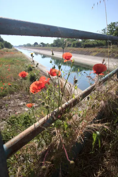 Güneşli bir günde, kırsal kesimde, paslı bir köprünün üzerinde büyüyen gelincikler.
