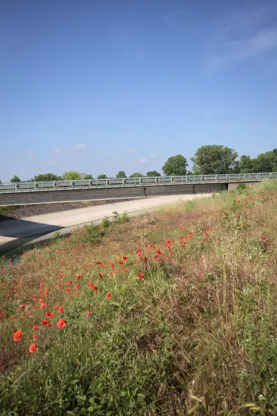 İtalya kırsalında güneşli bir günde ağaçlarla çevrili gelinciklerle dolu bir kanalın kıyısındaki toprak yol.