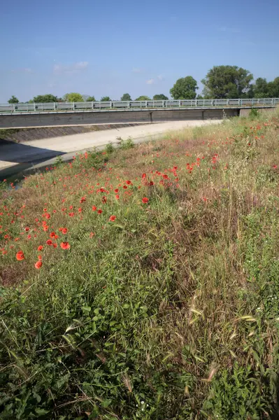İtalya kırsalında güneşli bir günde ağaçlarla çevrili gelinciklerle dolu bir kanalın kıyısındaki toprak yol.