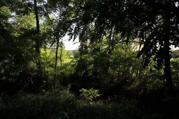 Güneşli bir günde İtalya 'nın kırsal kesimlerinde ağaçların arasından bir korulukta görülebilen bir tarla.