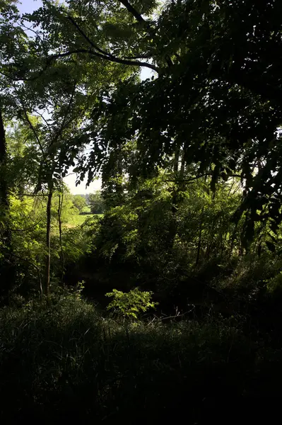 Güneşli bir günde İtalya 'nın kırsal kesimlerinde ağaçların arasından bir korulukta görülebilen bir tarla.
