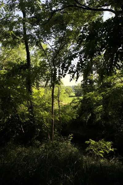 Güneşli bir günde İtalya 'nın kırsal kesimlerinde ağaçların arasından bir korulukta görülebilen bir tarla.