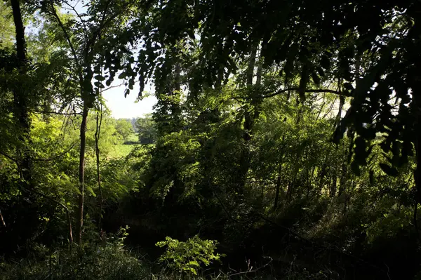 Güneşli bir günde İtalya 'nın kırsal kesimlerinde ağaçların arasından bir korulukta görülebilen bir tarla.
