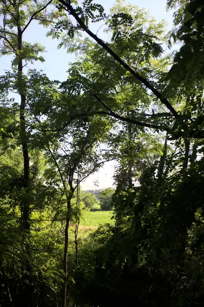 Güneşli bir günde İtalya 'nın kırsal kesimlerinde ağaçların arasından bir korulukta görülebilen bir tarla.
