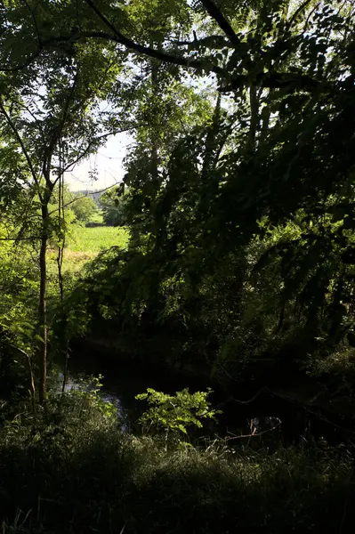 Güneşli bir günde İtalya 'nın kırsal kesimlerinde ağaçların arasından bir korulukta görülebilen bir tarla.