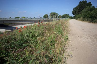 İtalya kırsalında güneşli bir günde ağaçlarla çevrili gelinciklerle dolu bir kanalın kıyısındaki toprak yol.