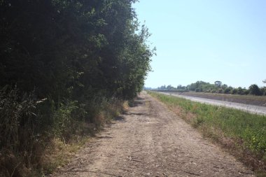 İtalya kırsalında güneşli bir günde ağaçlarla çevrili gelinciklerle dolu bir kanalın kıyısındaki toprak yol.