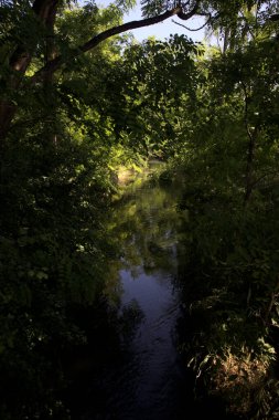 Güneşli bir günde, İtalya 'nın kırsal kesimlerinde, içinden bir dere geçen gölgede bir koruluk.
