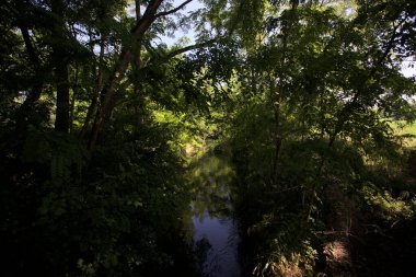 Güneşli bir günde, İtalya 'nın kırsal kesimlerinde, içinden bir dere geçen gölgede bir koruluk.