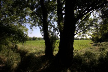 İtalya kırsalında güneşli bir günde bir koruluğun arkasındaki ağaçlarla çevrili bir arazi.