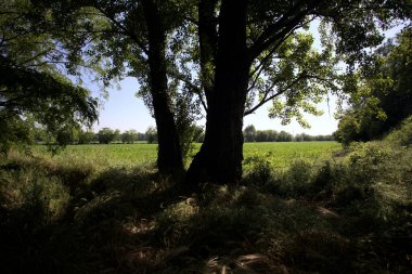 İtalya kırsalında güneşli bir günde bir koruluğun arkasındaki ağaçlarla çevrili bir arazi.
