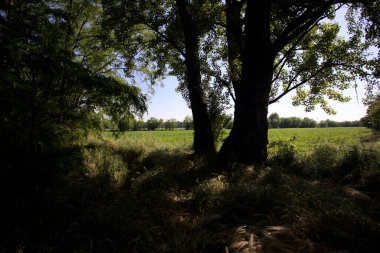 İtalya kırsalında güneşli bir günde bir koruluğun arkasındaki ağaçlarla çevrili bir arazi.
