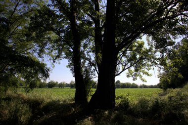 İtalya kırsalında güneşli bir günde bir koruluğun arkasındaki ağaçlarla çevrili bir arazi.