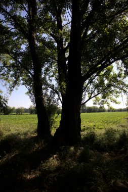 İtalya kırsalında güneşli bir günde bir koruluğun arkasındaki ağaçlarla çevrili bir arazi.