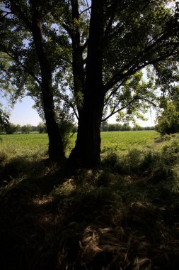 İtalya kırsalında güneşli bir günde bir koruluğun arkasındaki ağaçlarla çevrili bir arazi.