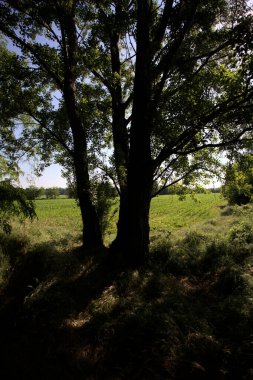 İtalya kırsalında güneşli bir günde bir koruluğun arkasındaki ağaçlarla çevrili bir arazi.