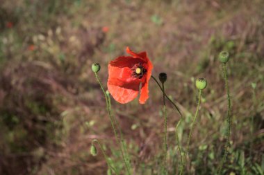 Arka planda kuru otlarla çiçek açan gelincik yakından görülüyor.