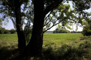 İtalya kırsalında güneşli bir günde bir koruluğun arkasındaki ağaçlarla çevrili bir arazi.