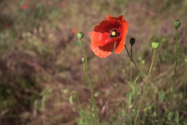 Arka planda kuru otlarla çiçek açan gelincik yakından görülüyor.