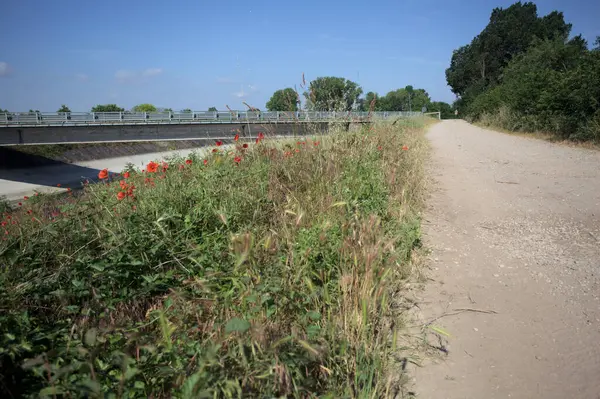 İtalya kırsalında güneşli bir günde ağaçlarla çevrili gelinciklerle dolu bir kanalın kıyısındaki toprak yol.