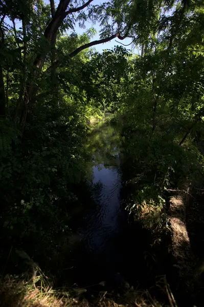 Güneşli bir günde, İtalya 'nın kırsal kesimlerinde, içinden bir dere geçen gölgede bir koruluk.