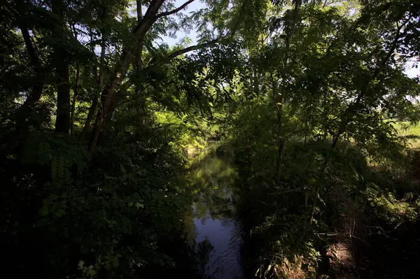 Güneşli bir günde, İtalya 'nın kırsal kesimlerinde, içinden bir dere geçen gölgede bir koruluk.