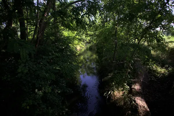 Güneşli bir günde, İtalya 'nın kırsal kesimlerinde, içinden bir dere geçen gölgede bir koruluk.