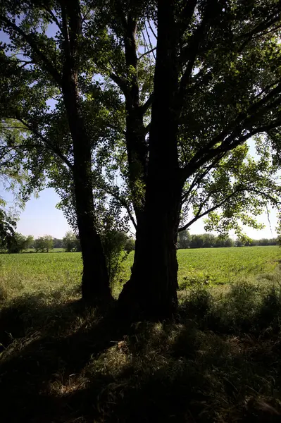 İtalya kırsalında güneşli bir günde bir koruluğun arkasındaki ağaçlarla çevrili bir arazi.