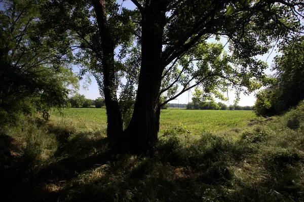 İtalya kırsalında güneşli bir günde bir koruluğun arkasındaki ağaçlarla çevrili bir arazi.