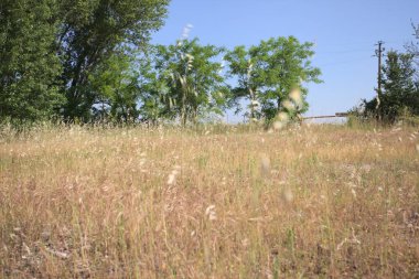 Çamur yolu, güneşli bir günde kuru çimenler ve ağaçlarla kaplı bir bahçenin yanındaki paslı bir bar tarafından kapatıldı.