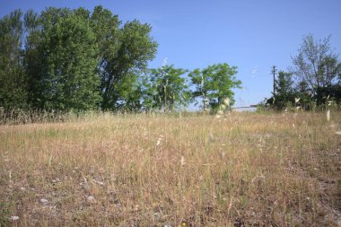 Çamur yolu, güneşli bir günde kuru çimenler ve ağaçlarla kaplı bir bahçenin yanındaki paslı bir bar tarafından kapatıldı.