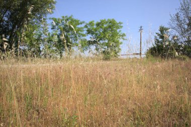 Çamur yolu, güneşli bir günde kuru çimenler ve ağaçlarla kaplı bir bahçenin yanındaki paslı bir bar tarafından kapatıldı.