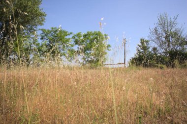 Çamur yolu, güneşli bir günde kuru çimenler ve ağaçlarla kaplı bir bahçenin yanındaki paslı bir bar tarafından kapatıldı.