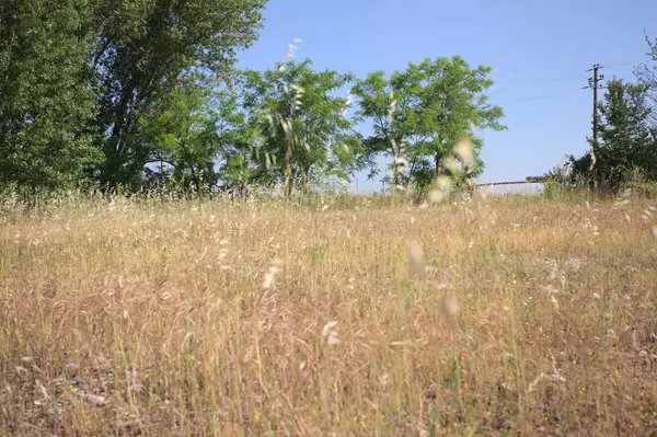 Çamur yolu, güneşli bir günde kuru çimenler ve ağaçlarla kaplı bir bahçenin yanındaki paslı bir bar tarafından kapatıldı.