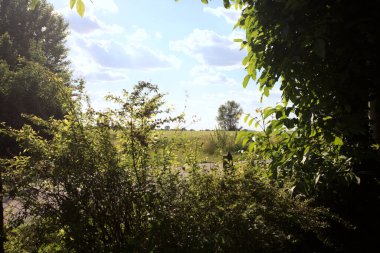 Güneşli bir gün batımında, bir tarlanın ortasında kavak ağacı İtalya 'nın kırsal kesiminde yol kenarından görülüyor.