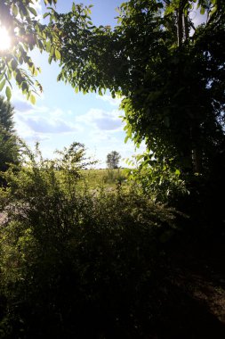 Güneşli bir gün batımında, bir tarlanın ortasında kavak ağacı İtalya 'nın kırsal kesiminde yol kenarından görülüyor.