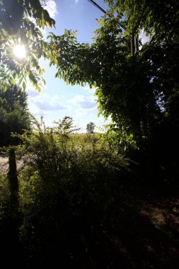 Güneşli bir gün batımında, bir tarlanın ortasında kavak ağacı İtalya 'nın kırsal kesiminde yol kenarından görülüyor.