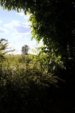 Güneşli bir gün batımında, bir tarlanın ortasında kavak ağacı İtalya 'nın kırsal kesiminde yol kenarından görülüyor.